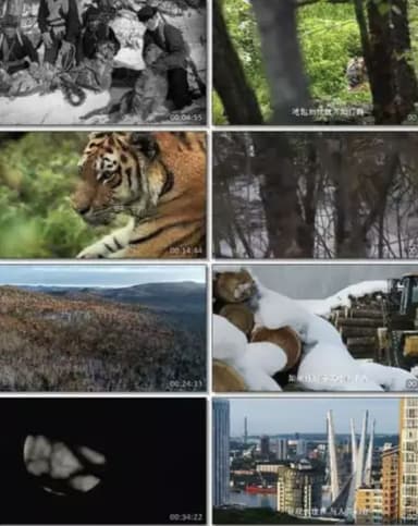 俄罗斯野生老虎 (2022) 1080P 中字内嵌字幕 描述：俄罗斯 分布的虎和中国东北地区的虎属于同一个亚种，在俄罗斯 和欧美被称为阿缪尔虎或者西比利...