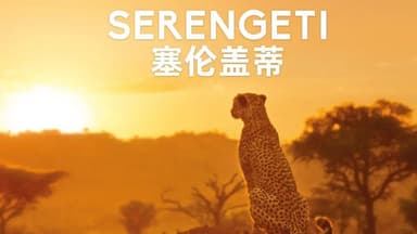 塞伦盖蒂 第一季 Serengeti Season 1 (2019)